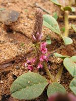 Indigofera flavicans2-t.JPG